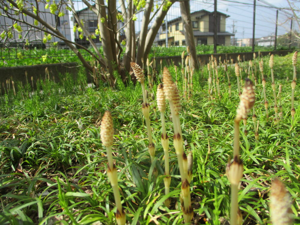 静岡市駿河区有料老人ホーム_散歩コース