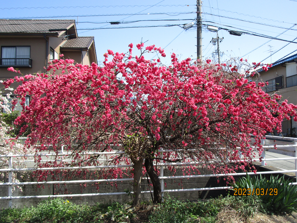 静岡市清水区老人ホーム_満開の花桃