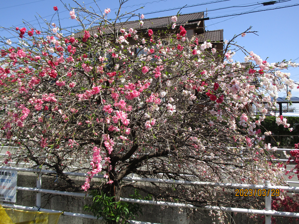 静岡市清水区老人ホーム_満開の花桃