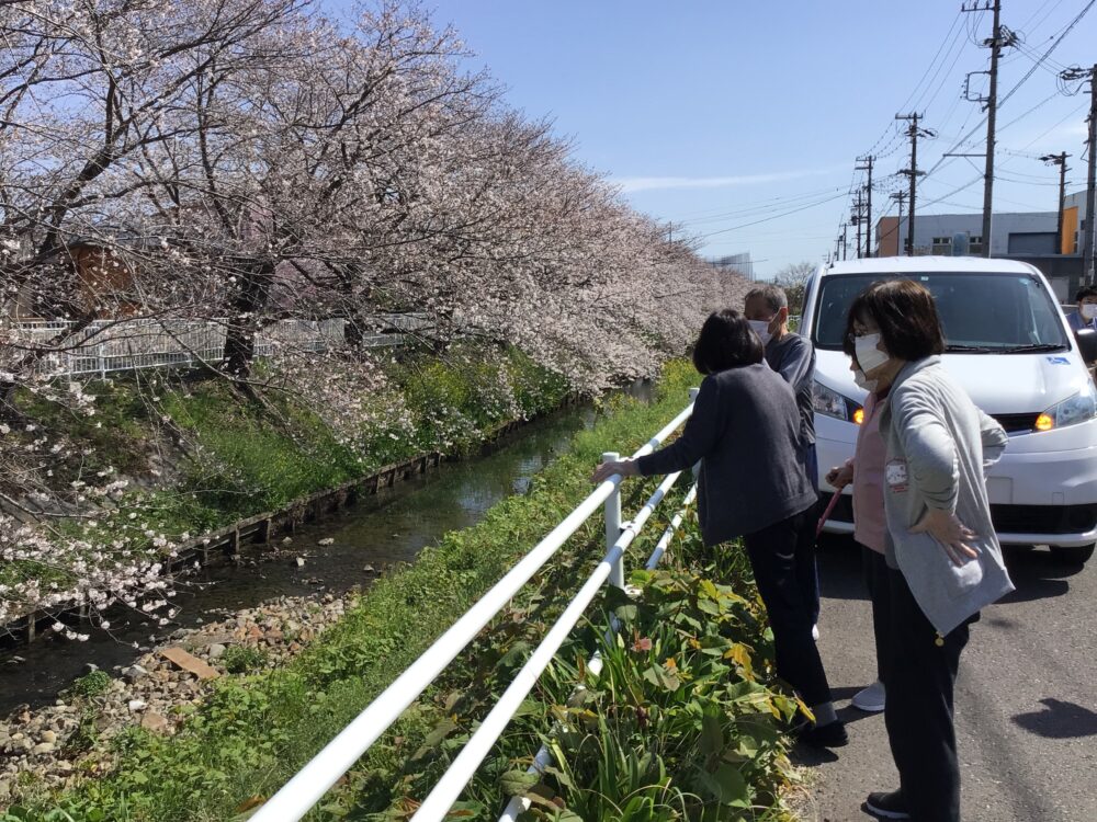 藤枝市老人ホーム_春満開お花見ドライブ