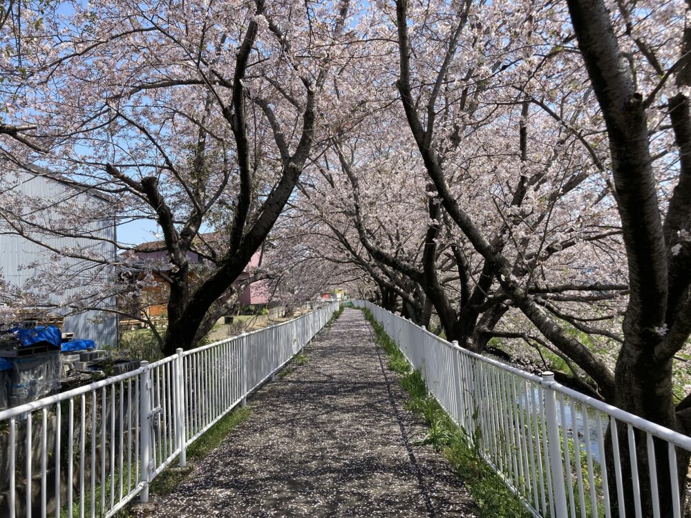 藤枝市老人ホーム_春満開お花見ドライブ