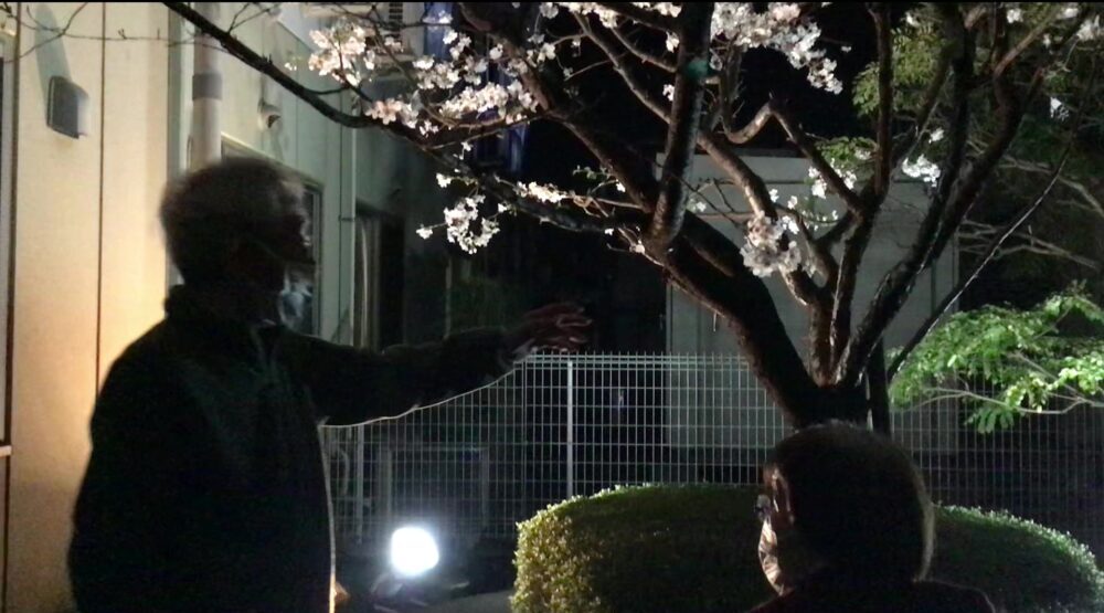 静岡市葵区有料老人ホーム_春の桜並木と小道の夜桜鑑賞会