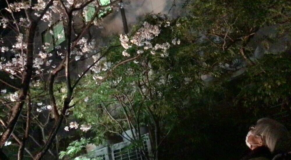 静岡市葵区有料老人ホーム_春の桜並木と小道の夜桜鑑賞会