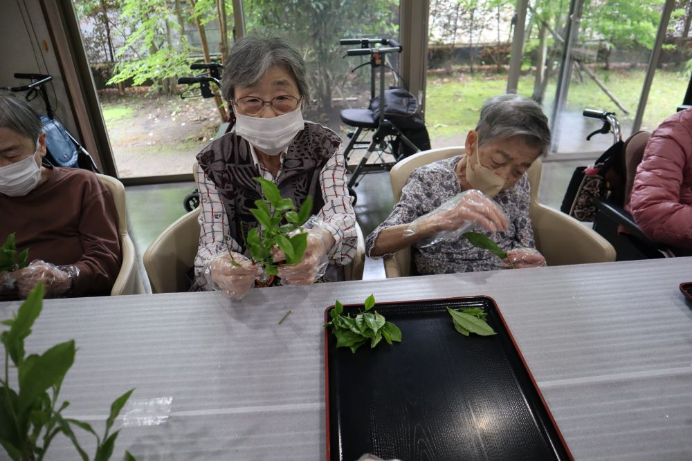 静岡市葵区有料老人ホーム_季節を感じる新茶