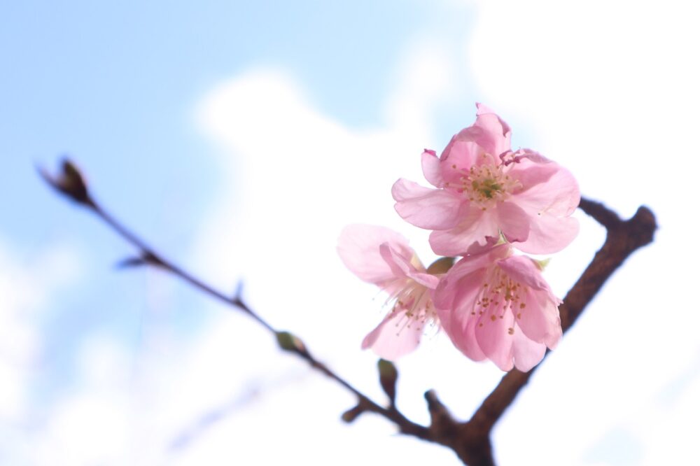 静岡市葵区有料老人ホーム_小さな春をみつけて
