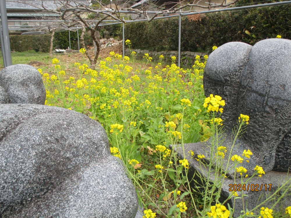 静岡市清水区老人ホーム_ふれあいの里河津桜梅花見