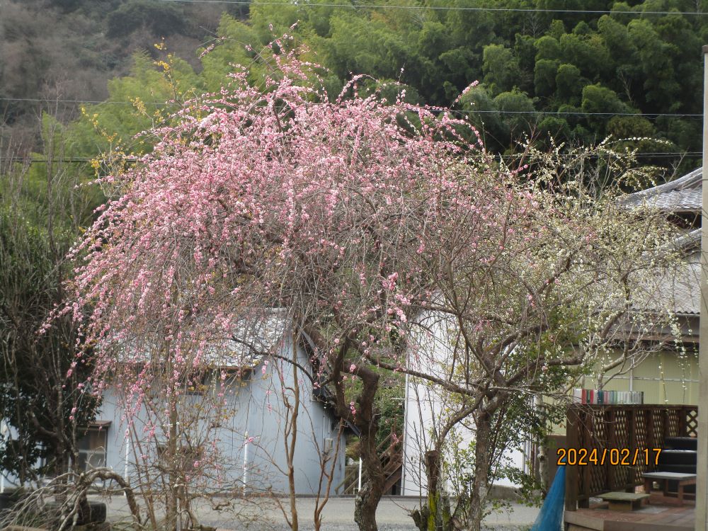 静岡市清水区老人ホーム_ふれあいの里河津桜梅花見