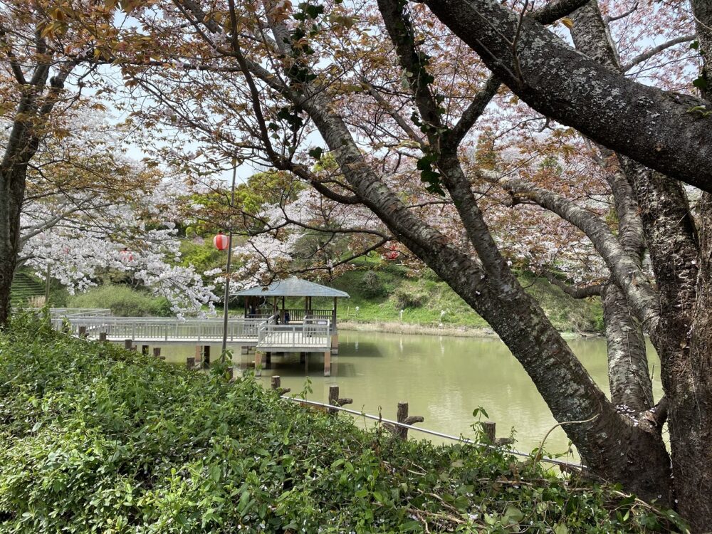 静岡市駿河区有料老人ホーム_お花見イベント