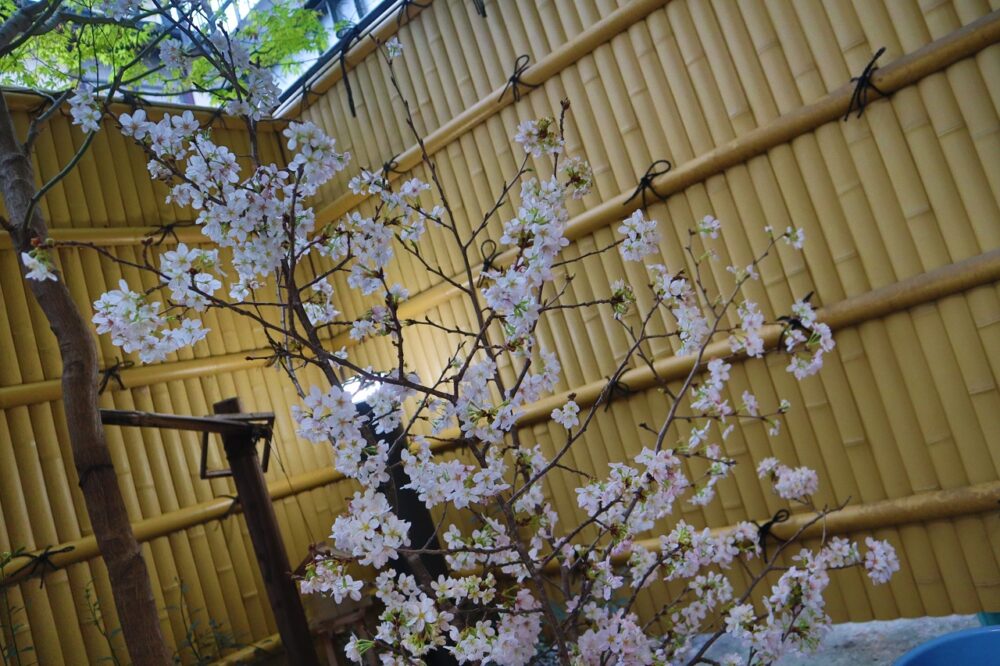 静岡市葵区有料老人ホーム_桜を眺めながらの檜風呂