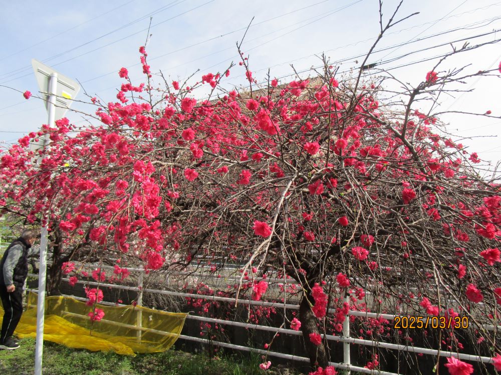 静岡市清水区老人ホーム_お花見花桃桜