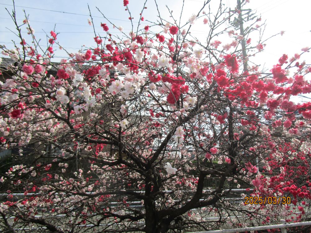 静岡市清水区老人ホーム_お花見花桃桜