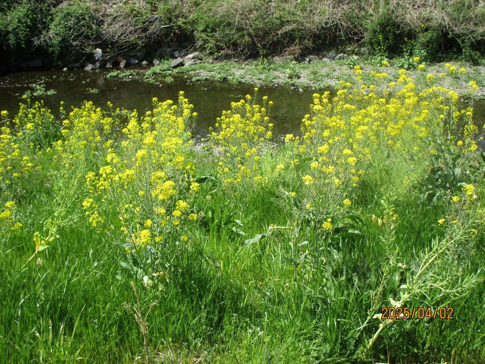 静岡市清水区老人ホーム_お花見花桃桜