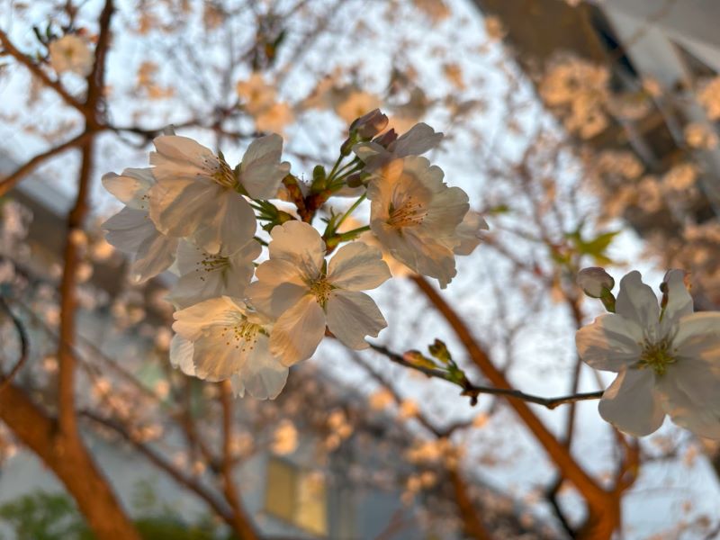 静岡市葵区老人ホーム_千代田の桜とお花見ドライブ