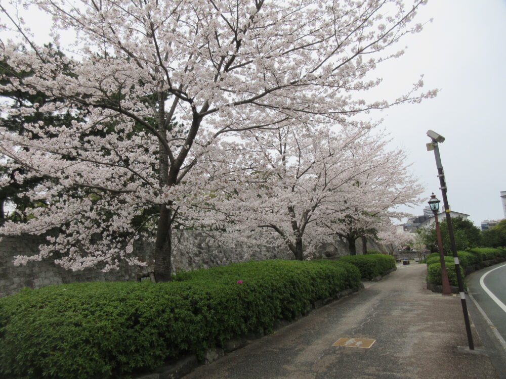 静岡市葵区有料老人ホーム_春のお花見と夜桜鑑賞会