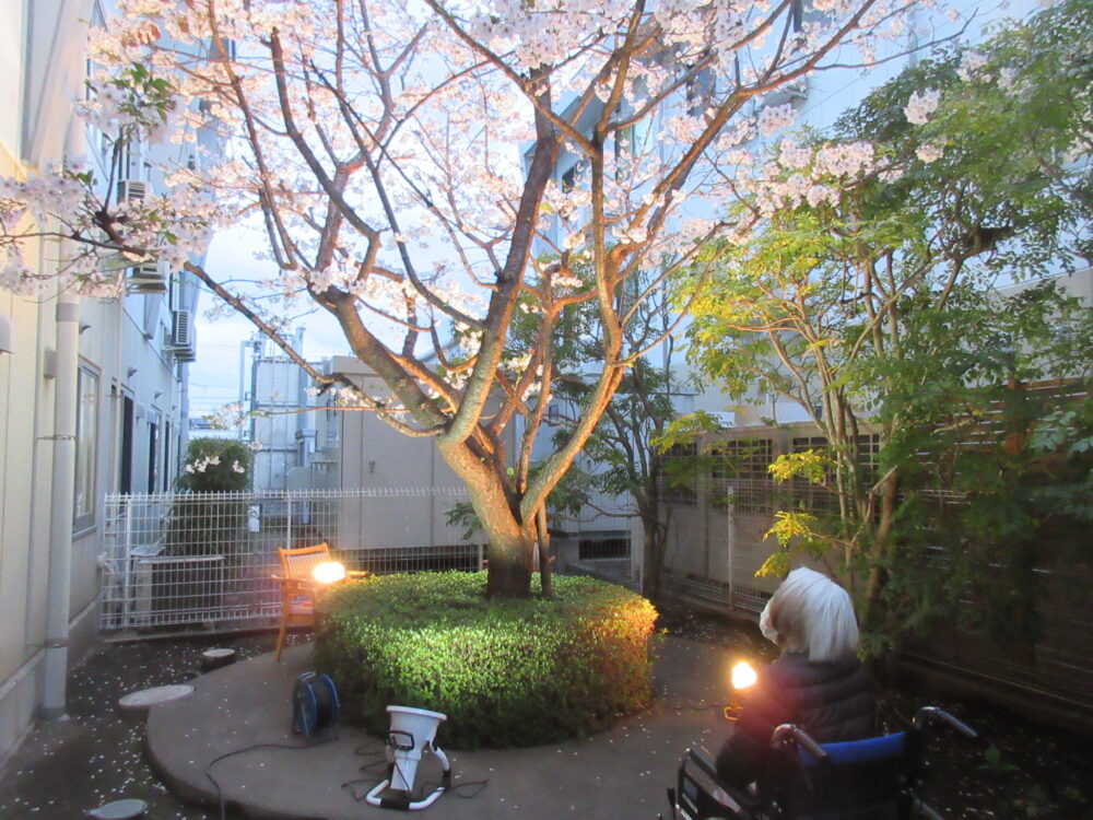 静岡市葵区有料老人ホーム_春のお花見と夜桜鑑賞会