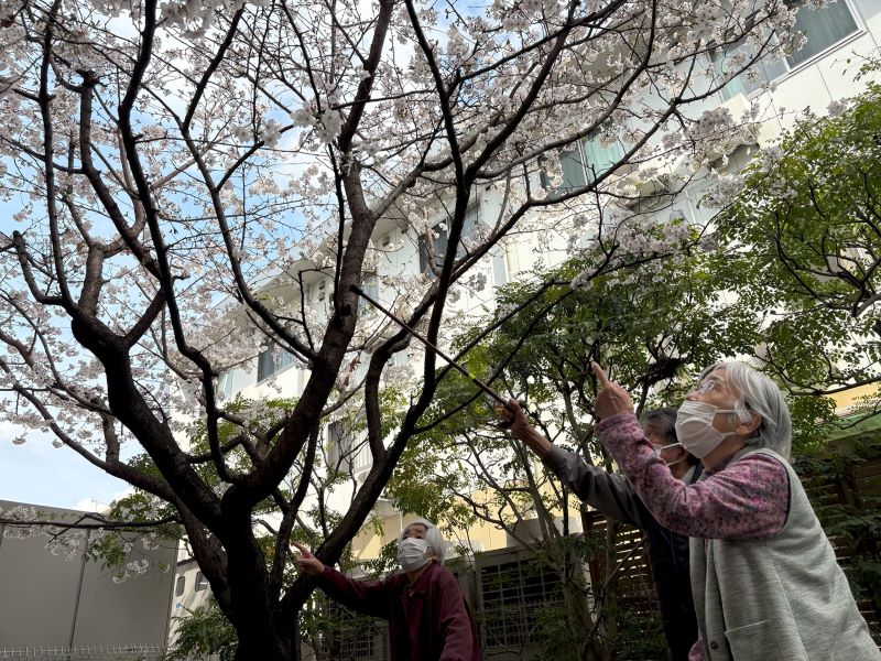 静岡市葵区老人ホーム_千代田の桜とお花見ドライブ