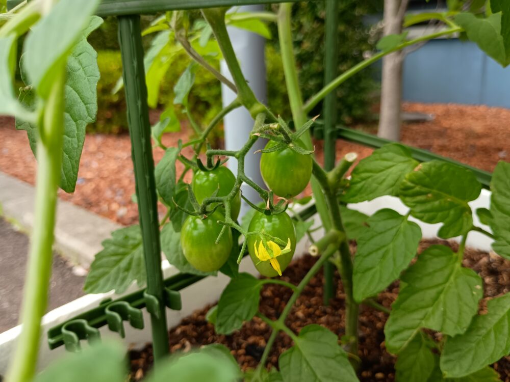藤枝市老人ホーム_野菜作り活動