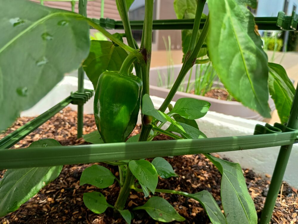 藤枝市老人ホーム_野菜作り活動