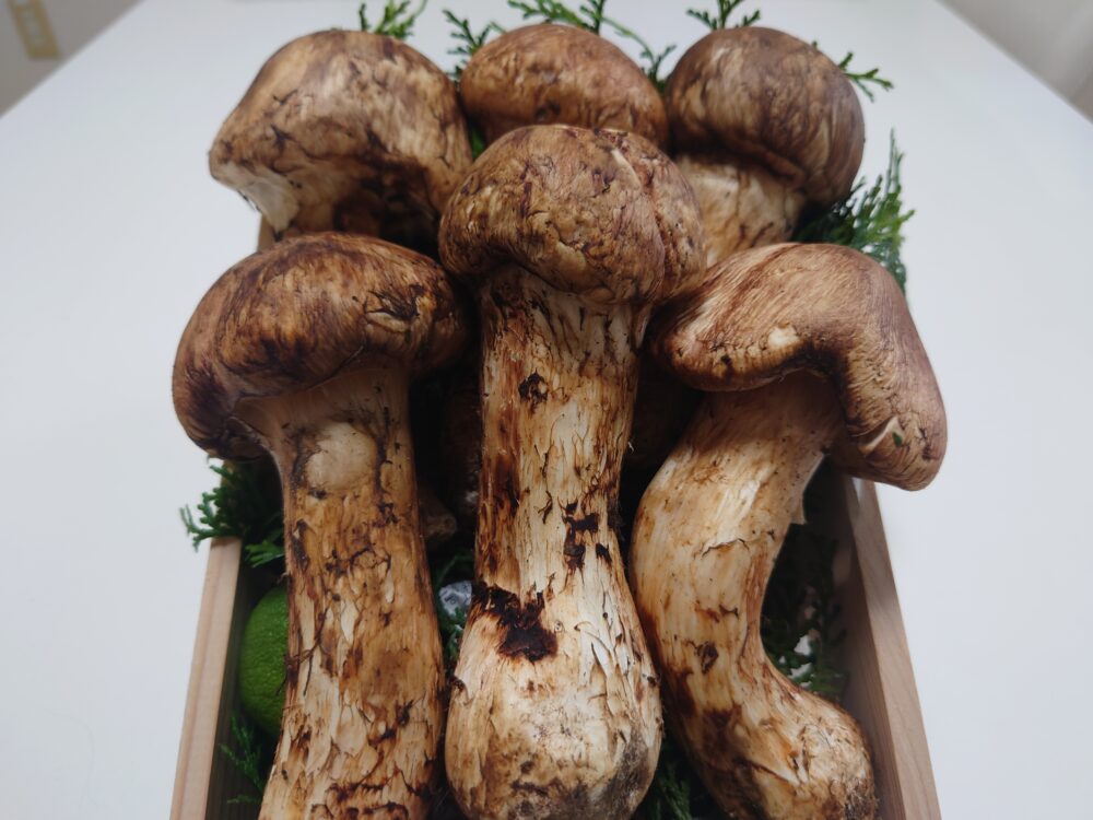 静岡市駿河区有料老人ホーム_秋の風物詩「松茸」を味わう贅沢なひととき