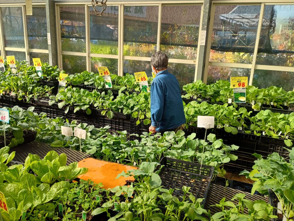 藤枝市老人ホーム_園芸クラブ冬野菜の苗選び植え付け