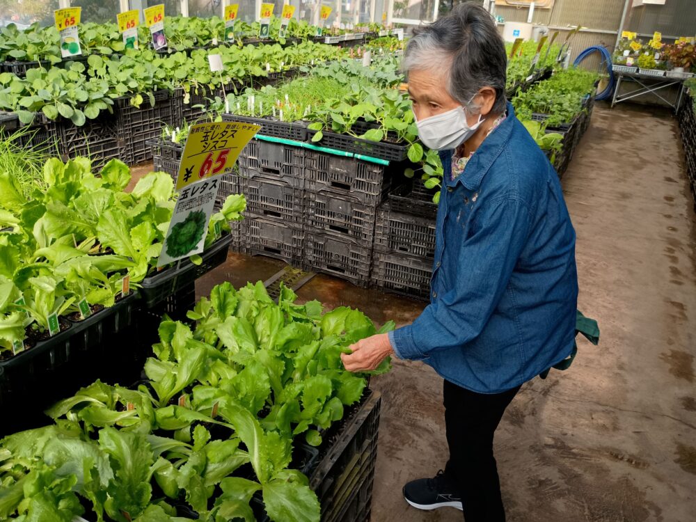 藤枝市老人ホーム_園芸クラブ冬野菜の苗選び植え付け