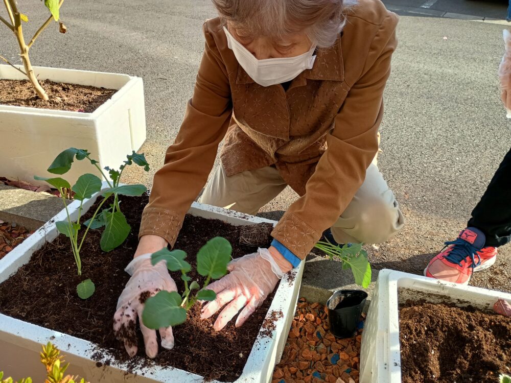 藤枝市老人ホーム_園芸クラブ冬野菜の苗選び植え付け
