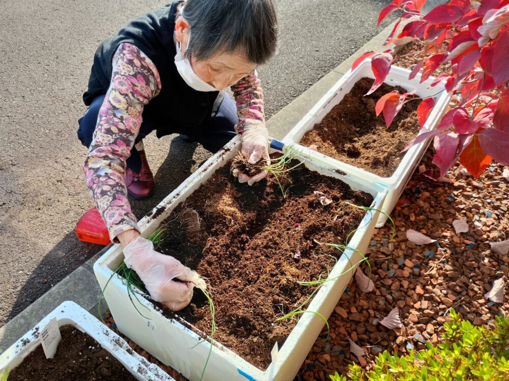 藤枝市老人ホーム_園芸クラブ冬野菜の苗選び植え付け