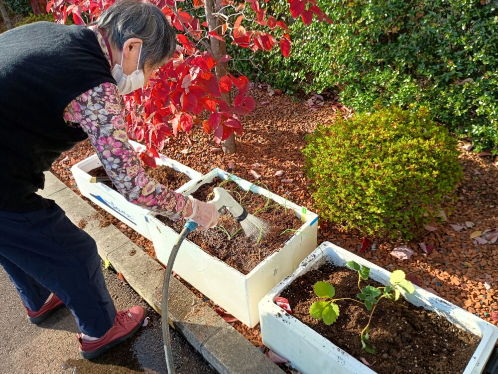 藤枝市老人ホーム_園芸クラブ冬野菜の苗選び植え付け