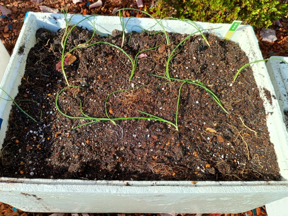 藤枝市老人ホーム_園芸クラブ冬野菜の苗選び植え付け