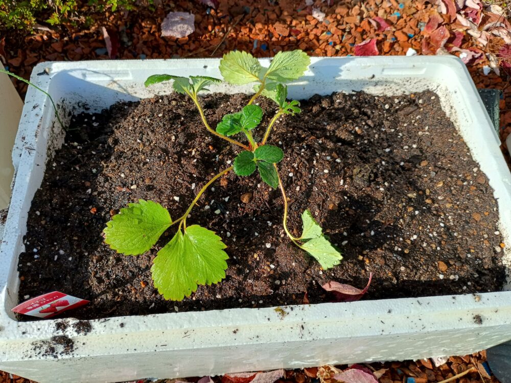 藤枝市老人ホーム_園芸クラブ冬野菜の苗選び植え付け