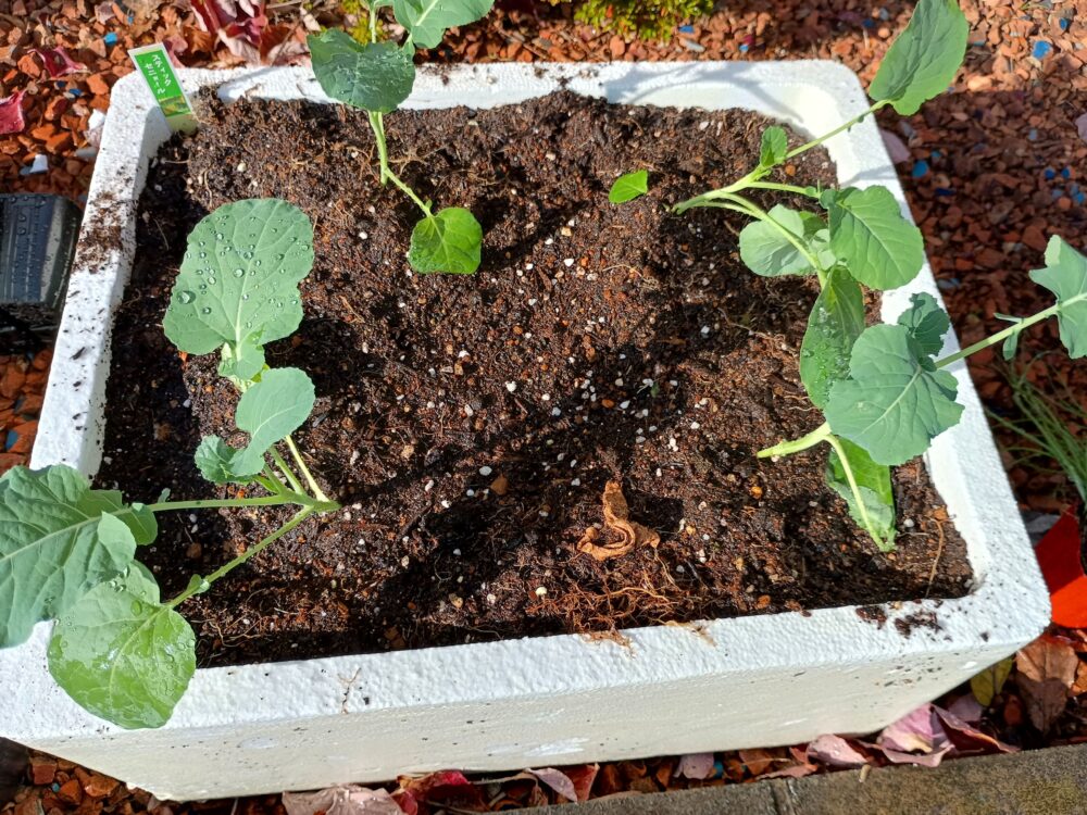 藤枝市老人ホーム_園芸クラブ冬野菜の苗選び植え付け