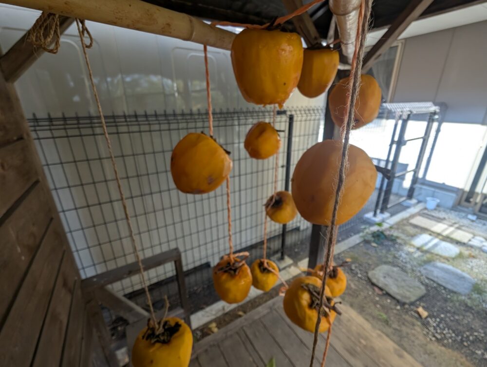 静岡市葵区有料老人ホーム_秋の味覚干し柿作り