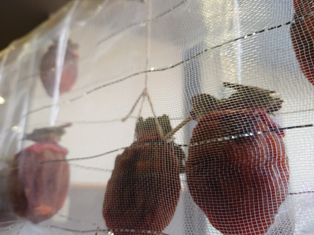 静岡市駿河区老人ホーム_干し柿づくり