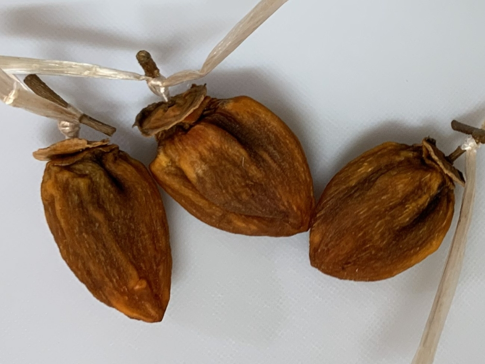 駿東郡長泉町老人ホーム_つくって・食べて・楽しむ！干し柿チャレンジ