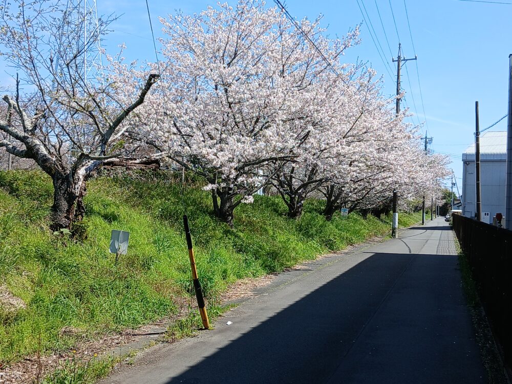 藤枝市老人ホーム_４月の風物詩「桜」