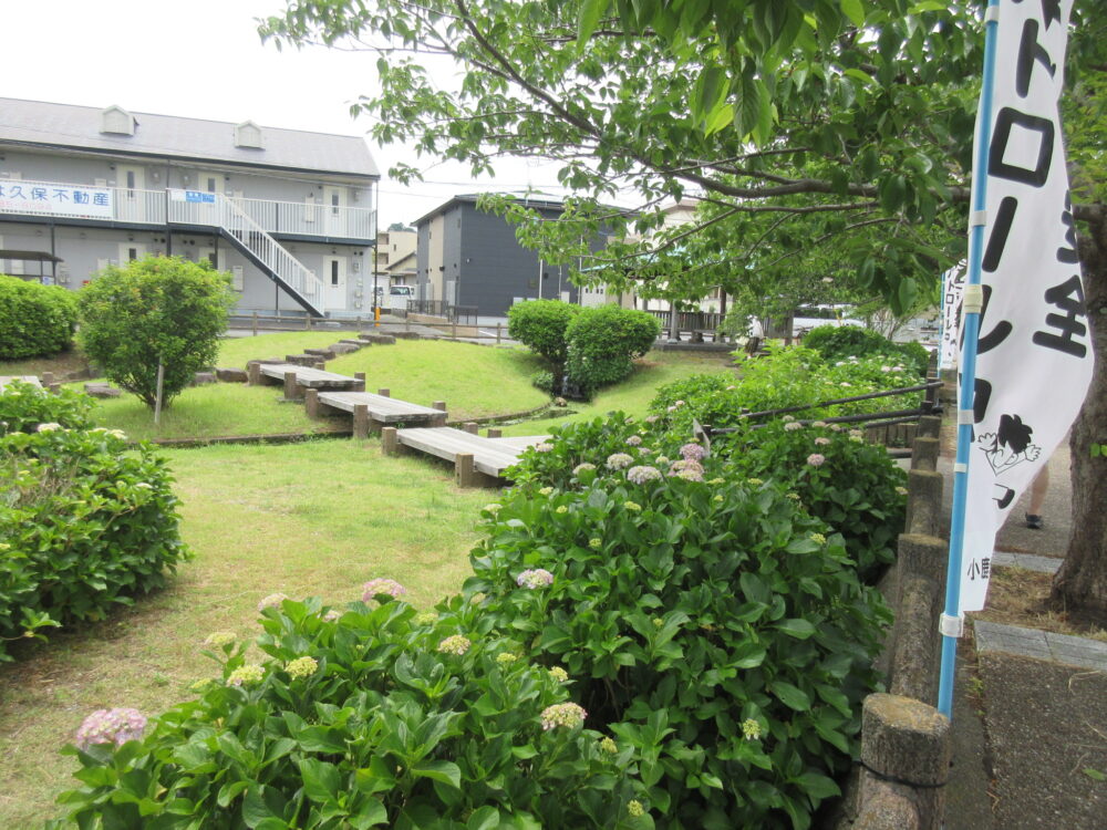 静岡市葵区老人ホーム_紫陽花見物　小鹿公園へ