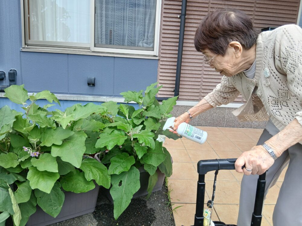 藤枝市老人ホーム_夏野菜の「収穫・調理・消費」