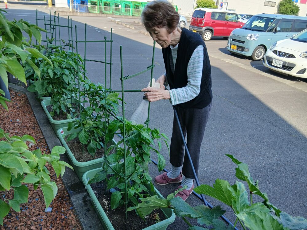 藤枝市老人ホーム_夏野菜の「収穫・調理・消費」